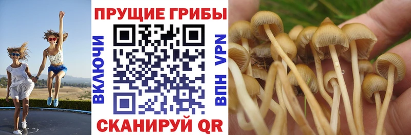купить наркоту  Горячий Ключ  Псилоцибиновые грибы мицелий 